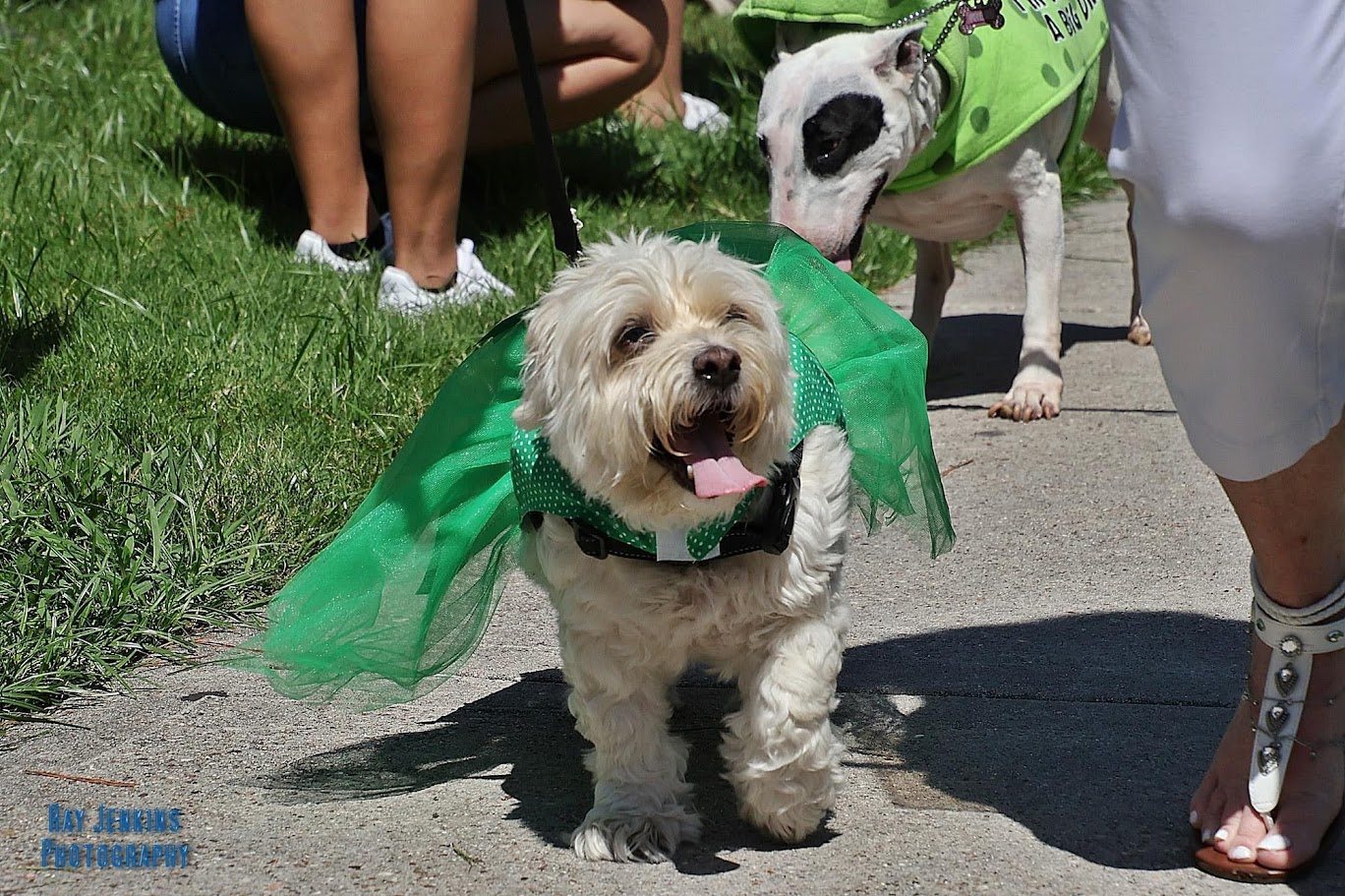 Dog dressed in green for the festival